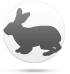 Królik