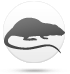 Szczur